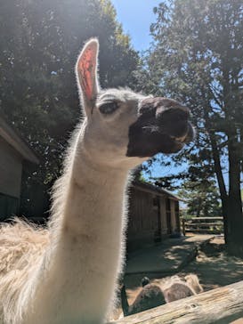 伊豆シャボテン動物公園に投稿された画像（2025/4/28）