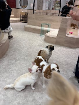 いぬカフェRio 富士見店に投稿された画像（2025/4/28）