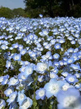 こうべアグリパークネモフィラの丘2025に投稿された画像（2025/4/28）