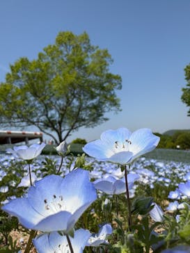 こうべアグリパークネモフィラの丘2025に投稿された画像（2025/4/28）