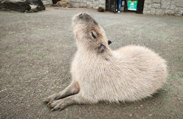 伊豆シャボテン動物公園に投稿された画像（2025/4/28）