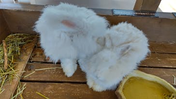 那須どうぶつ王国に投稿された画像（2025/4/28）