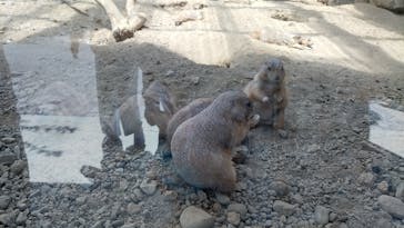 那須どうぶつ王国に投稿された画像（2025/4/28）