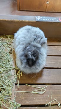 那須どうぶつ王国に投稿された画像（2025/4/28）