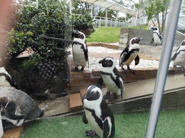 マリンワールド海の中道に投稿された画像（2025/4/28）