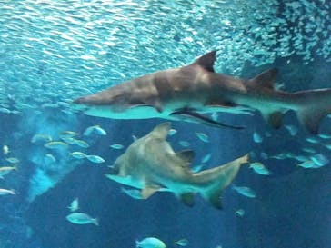 マリンワールド海の中道に投稿された画像（2025/4/28）