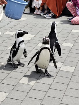 マリンワールド海の中道に投稿された画像（2025/4/28）
