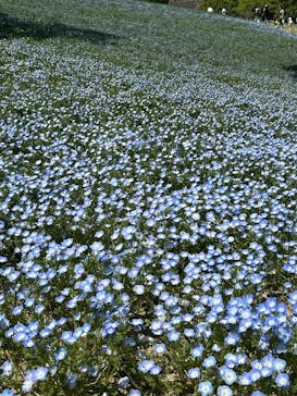 こうべアグリパークネモフィラの丘2025に投稿された画像（2025/4/28）