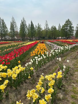 滋賀農業公園ブルーメの丘に投稿された画像（2025/4/28）