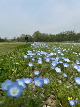 滋賀農業公園ブルーメの丘に投稿された画像（2025/4/28）