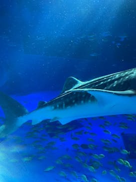 のとじま水族館に投稿された画像（2025/4/28）