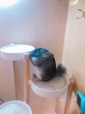 Moff アニマル カフェ イーアス 高尾店に投稿された画像（2025/4/28）