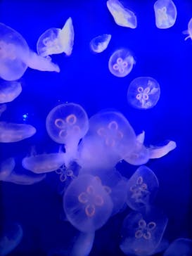 新江ノ島水族館に投稿された画像（2025/4/28）