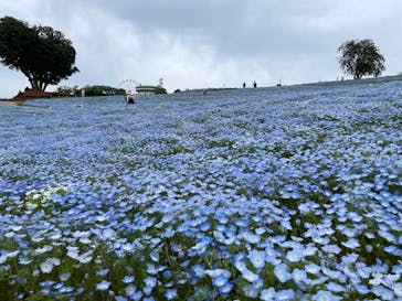 マザー牧場に投稿された画像（2025/4/28）