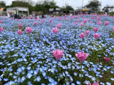 マザー牧場に投稿された画像（2025/4/28）