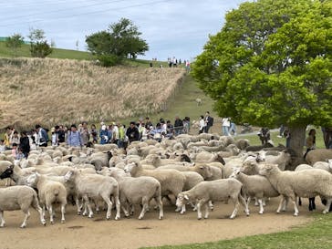 マザー牧場に投稿された画像（2025/4/28）
