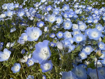 淡路ファームパーク イングランドの丘に投稿された画像（2025/4/28）