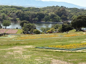 淡路ファームパーク イングランドの丘に投稿された画像（2025/4/28）