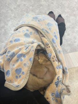 いぬカフェRio 富士見店に投稿された画像（2025/4/28）