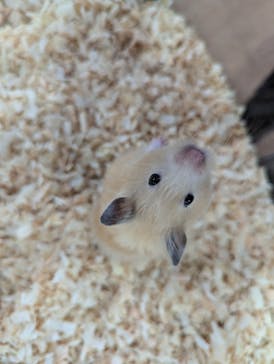 いきもの探検隊上尾に投稿された画像（2025/4/28）