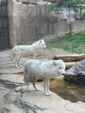 那須どうぶつ王国に投稿された画像（2025/4/28）