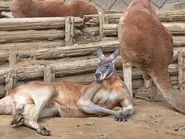 多摩動物公園に投稿された画像（2025/4/28）