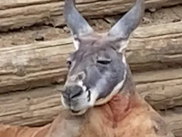 多摩動物公園に投稿された画像（2025/4/28）