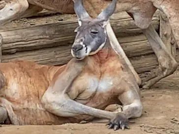 多摩動物公園に投稿された画像（2025/4/28）