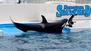 鴨川シーワールドに投稿された画像（2025/4/28）