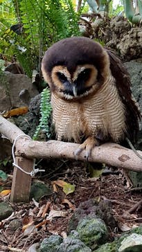 伊豆シャボテン動物公園に投稿された画像（2025/4/28）