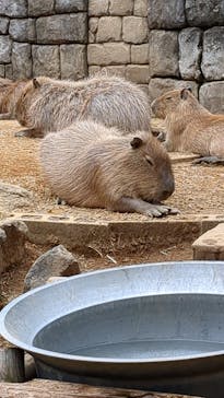 伊豆シャボテン動物公園に投稿された画像（2025/4/28）