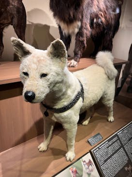 国立科学博物館に投稿された画像（2025/4/28）