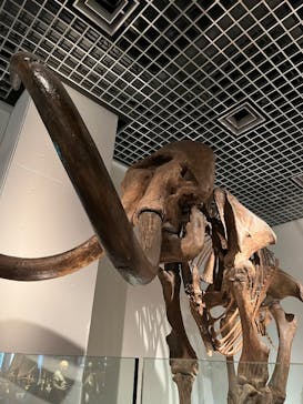 国立科学博物館に投稿された画像（2025/4/28）