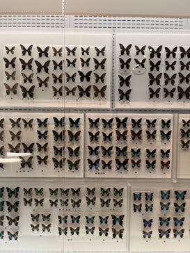 国立科学博物館に投稿された画像（2025/4/28）