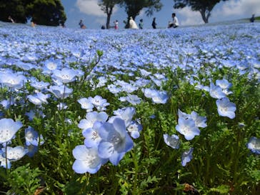マザー牧場に投稿された画像（2025/4/28）