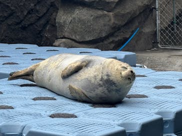 上越市立水族博物館 うみがたりに投稿された画像（2025/4/29）