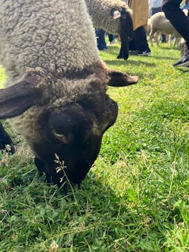 マザー牧場に投稿された画像（2025/4/29）