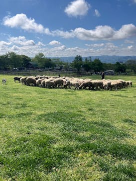 マザー牧場に投稿された画像（2025/4/29）