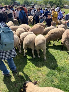 マザー牧場に投稿された画像（2025/4/29）