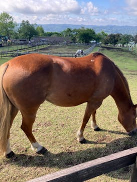 マザー牧場に投稿された画像（2025/4/29）