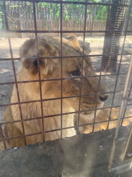 群馬サファリパークに投稿された画像（2025/4/29）