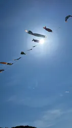 こいのぼり公園に投稿された画像（2025/4/29）