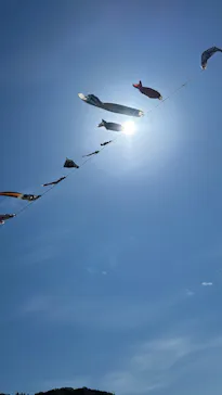 こいのぼり公園に投稿された画像（2025/4/29）
