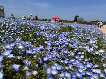 淡路ファームパーク イングランドの丘に投稿された画像（2025/4/29）