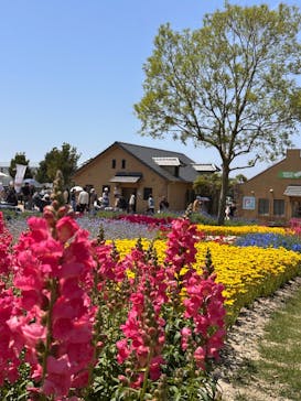 淡路ファームパーク イングランドの丘に投稿された画像（2025/4/29）