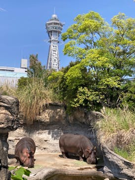 天王寺動物園に投稿された画像（2025/4/29）