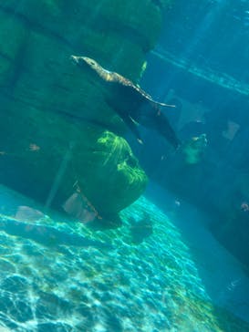 天王寺動物園に投稿された画像（2025/4/29）