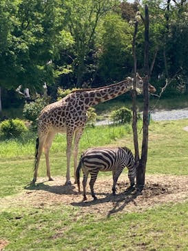 天王寺動物園に投稿された画像（2025/4/29）