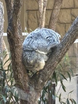 名古屋市東山動植物園に投稿された画像（2025/4/29）