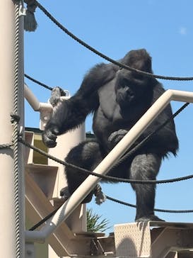 名古屋市東山動植物園に投稿された画像（2025/4/29）